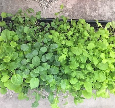 Microgreens for Winter Indoor Growing