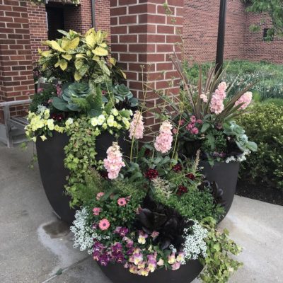 Quick Tips for Summer’s Mixed Patio Containers and Baskets