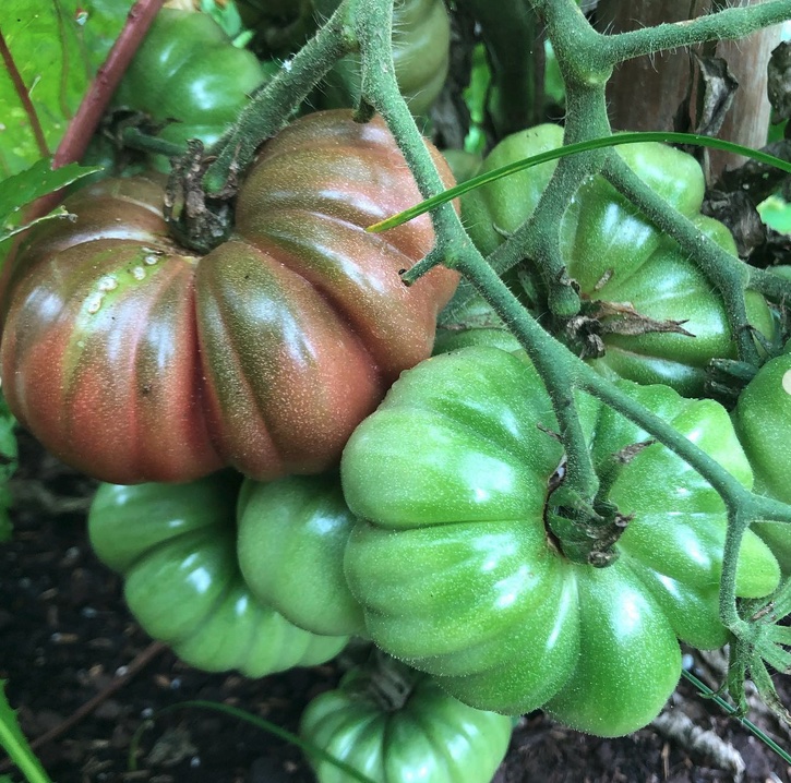 A cluster of ripening heirloom tomato