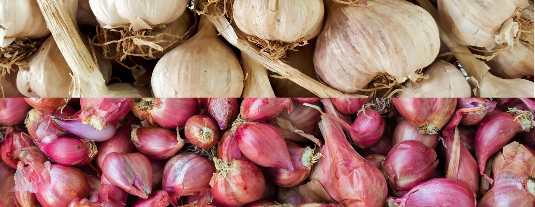 garlic and shallot bulbs