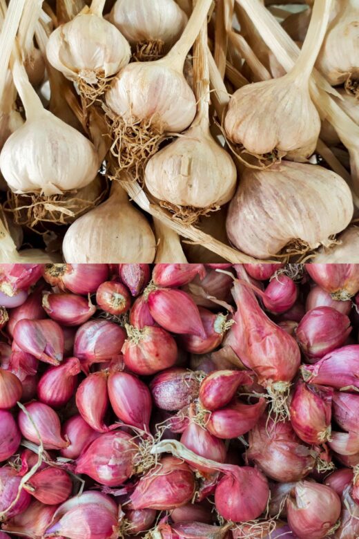 garlic and shallot bulbs